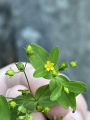Hypericum boreale