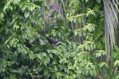 Amaurornis phoenicurus