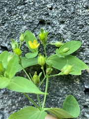 Hypericum boreale