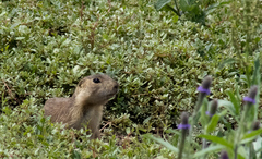 Cynomys gunnisoni
