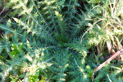 Cirsium nuttallii