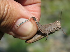 Trimerotropis verruculata