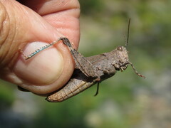 Trimerotropis verruculata