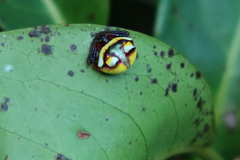 Poecilopachys australasia