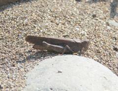 Trimerotropis verruculata