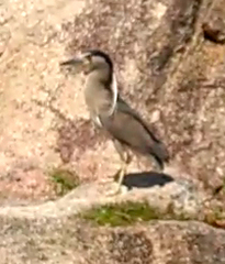 Nycticorax nycticorax