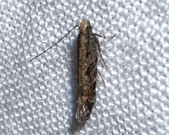 Aristotelia rubidella