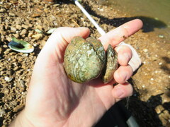 Theliderma intermedia