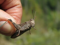 Trimerotropis verruculata