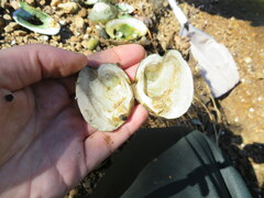 Theliderma intermedia