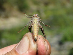 Trimerotropis verruculata