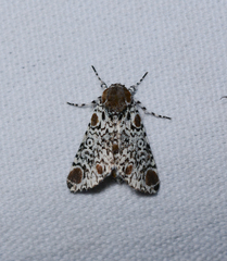 Harrisimemna trisignata