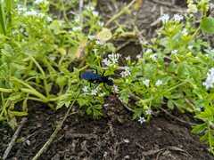 Valeriana chaerophylloides