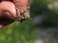 Trimerotropis verruculata