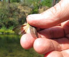 Trimerotropis verruculata