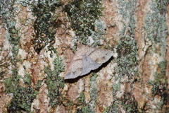 Renia discoloralis