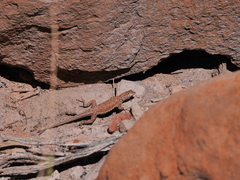 Uta stansburiana uniformis