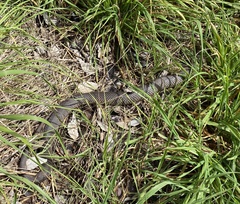 Pseudonaja textilis