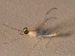 Stenacron interpunctatum