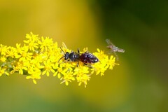 Sphecodes johnsonii