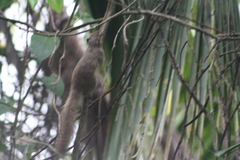 Callosciurus notatus