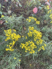 Euthamia caroliniana