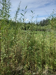 Salix udensis