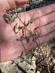 Wedelia hispida