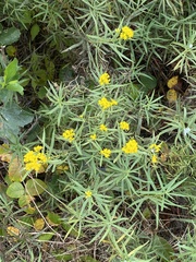 Euthamia caroliniana