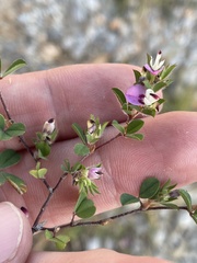 Kummerowia stipulacea
