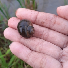 Pomacea canaliculata