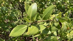 Conocarpus erectus
