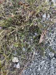 Kummerowia stipulacea