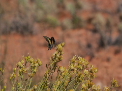 Papilio polyxenes rudkini