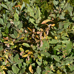 Salix glauca