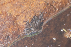 Litoria meiriana
