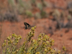 Papilio polyxenes rudkini