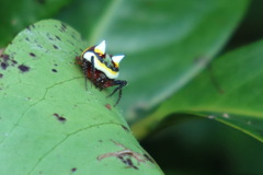 Poecilopachys australasia