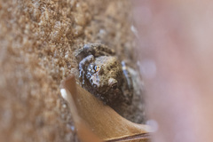 Litoria meiriana