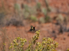 Papilio polyxenes rudkini
