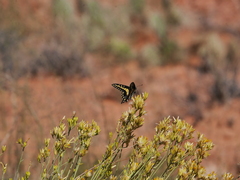 Papilio polyxenes rudkini