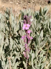 Erysimum scoparium