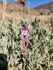 Erysimum scoparium