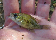 Ambloplites rupestris