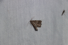 Macaria pinistrobata