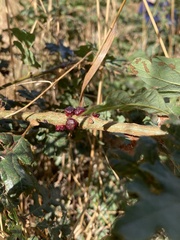 Disholcaspis eldoradensis