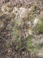 Artemisia leucophylla