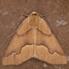 Sabulodes spoliata