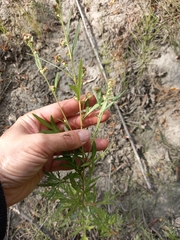 Artemisia leucophylla