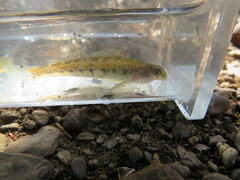 Etheostoma planasaxatile